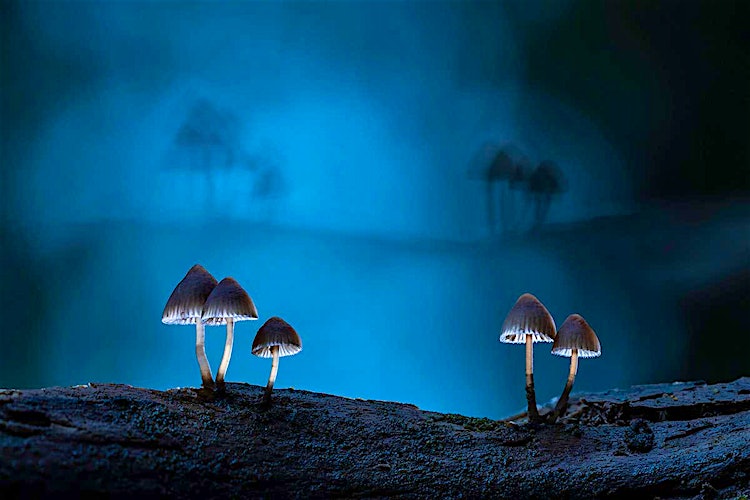 Fantastic Fungi Images Capture the Magic of Mushrooms