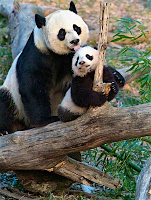 The National Zoo Celebrates 50 'Exciting' Years of Caring for Pandas and Saving the Species