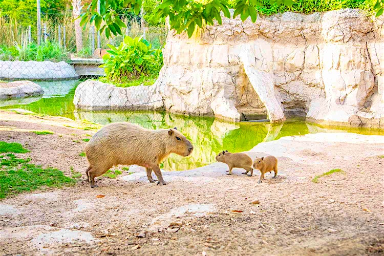 Houston Zoo Welcomes 2 New Capybara Pups and Names Them After Popular Encanto Characters