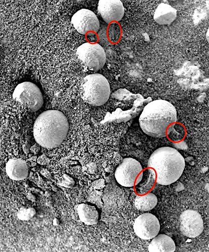 Mars Life? Fungi-Like Growth